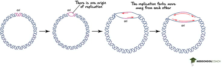 Prokaryotic Origin of Replication - MCAT Biology