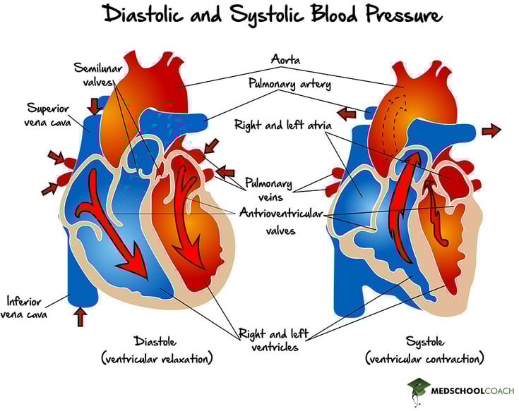 The heart during systole, aka ventricular contraction, and diastole, aka ventricular relaxation