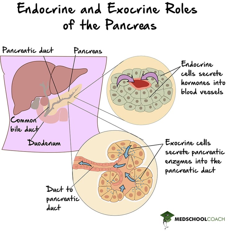 The pancreas secretes chemicals into the blood and into a duct, making it an endocrine and exocrine organ