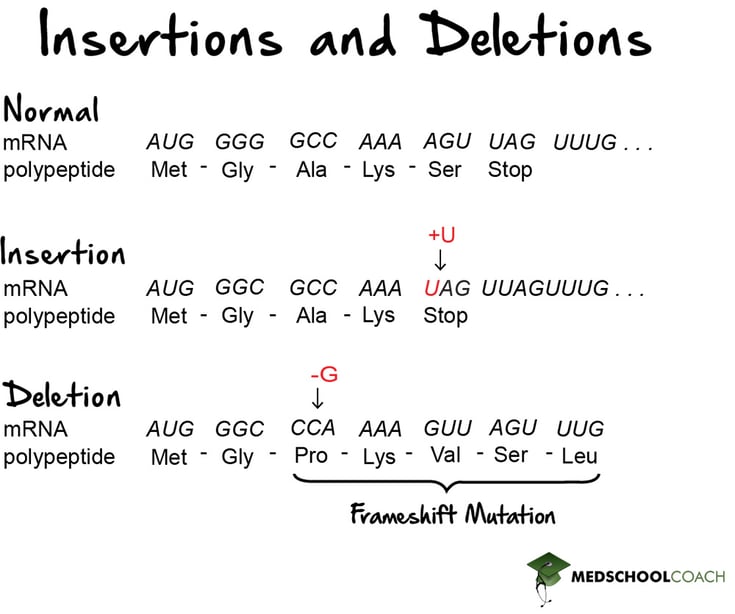 Insertions, Deletions, and Frameshift Mutations - MCAT Biology
