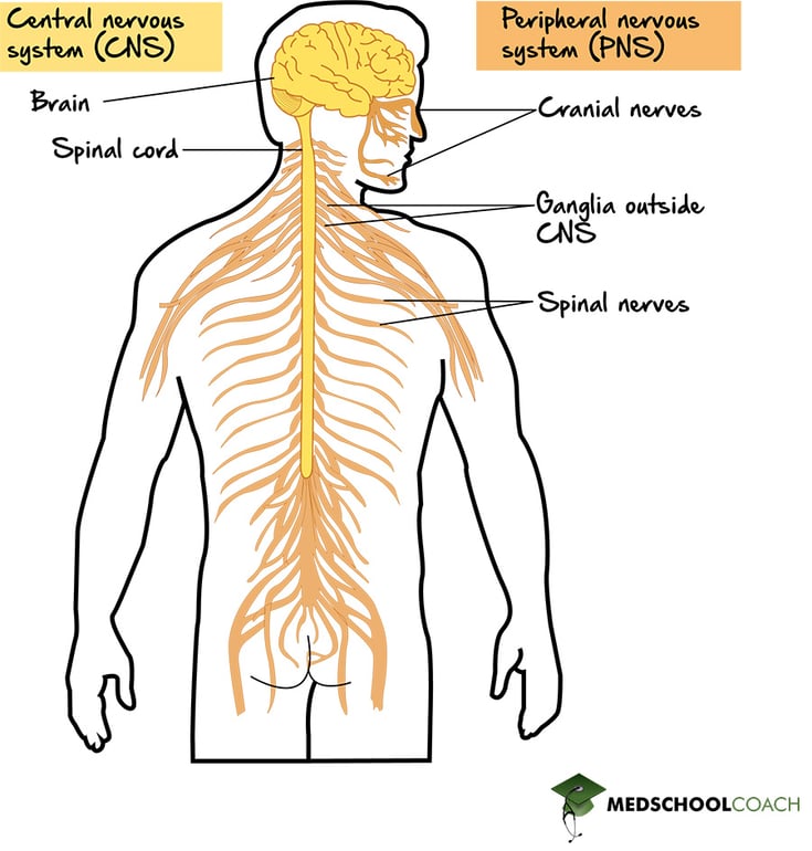 Nervous System Structure - MCAT Biology