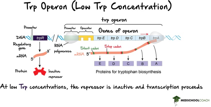 The Trp Operon (Inactive Repressor) - MCAT Biology
