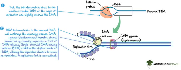 DNA Helicase, Topoisomerase, and the Replication Fork - MCAT Biology
