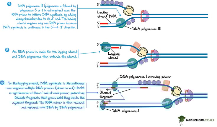 The Lagging Strand and Okazaki Fragments - MCAT Biology