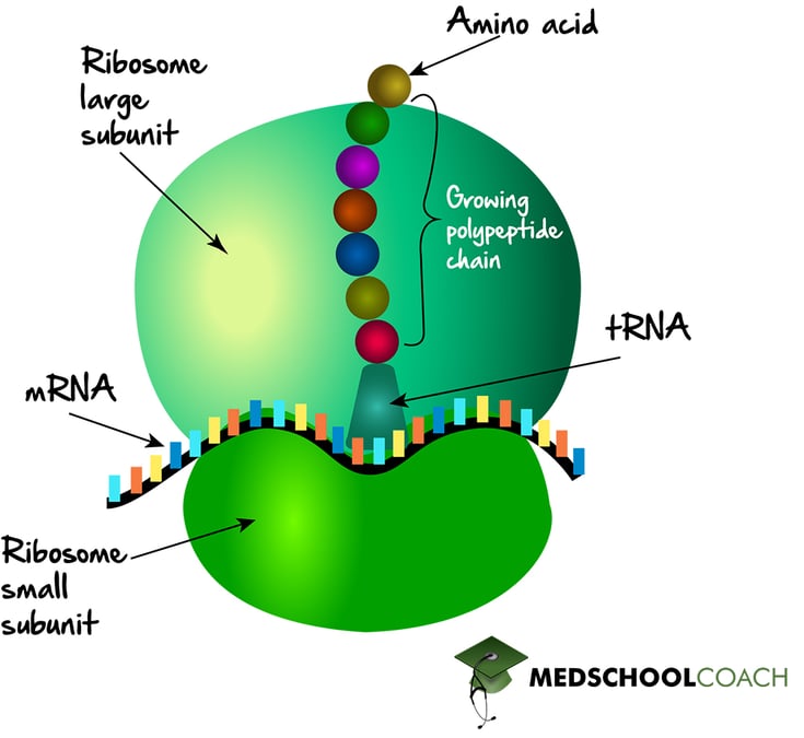 Large and Small Ribosome Subunits - MCAT Biology