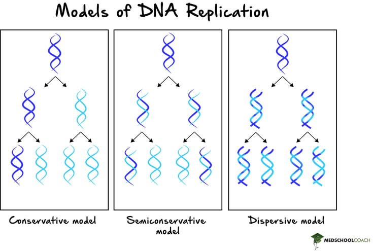 Conservative, Semi-Conservative, and Dispersive Models of DNA Replication - MCAT Biology