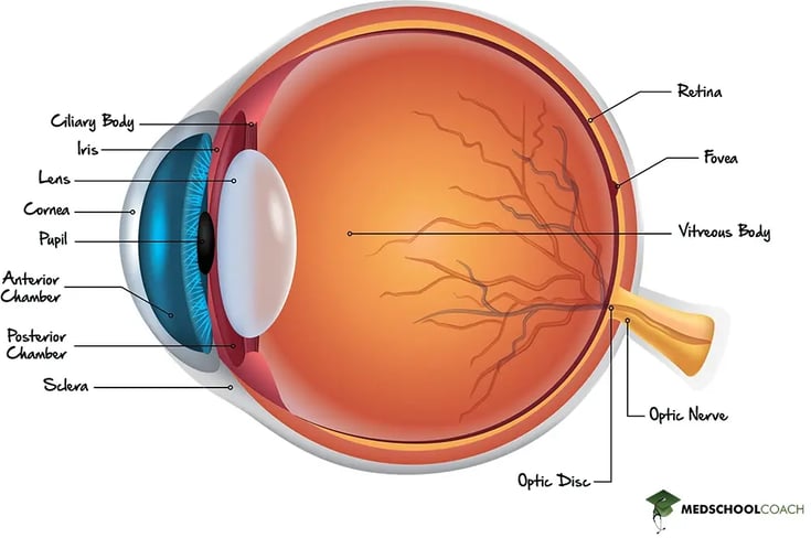 Anatomy of the eye for the MCAT, including the location of the pupil, lens, cornea, retina, fovea, optic disc, and optic nerve