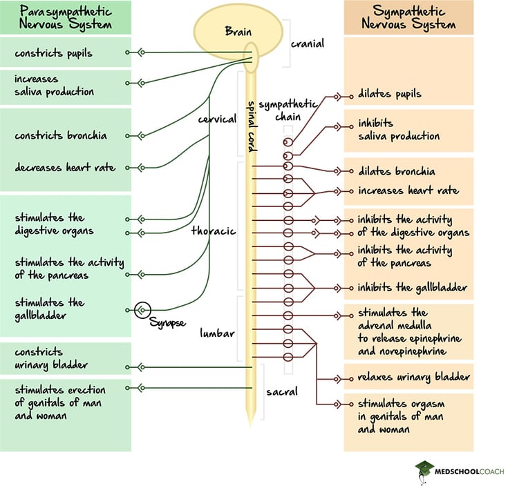 Antagonistic Effects of the Sympathetic & Parasympathetic Nervous Systems - MCAT Biology