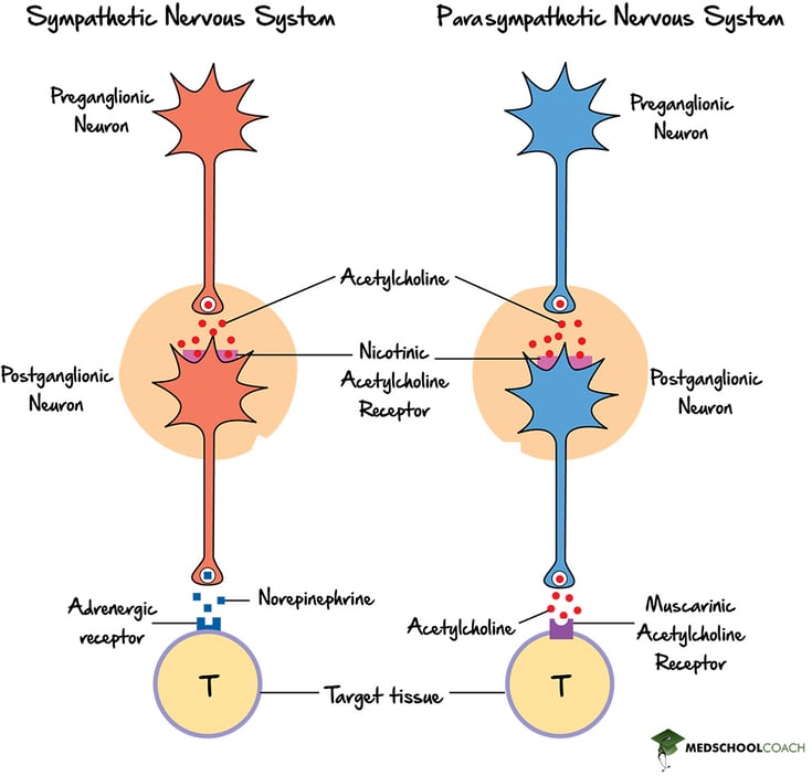 Neurotransmitters of the Sympathetic & Parasympathetic Nervous Systems - MCAT Biology