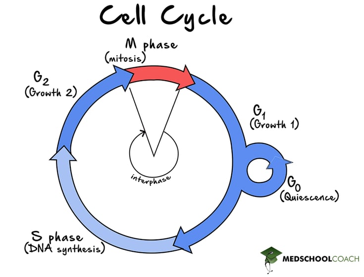 G1, G0, S, G2, and M Phases of the Cell Cycle - MCAT Biology