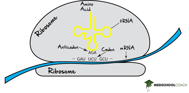 Codons Pair with Anticodons, Which Specify Amino Acids - MCAT Biology