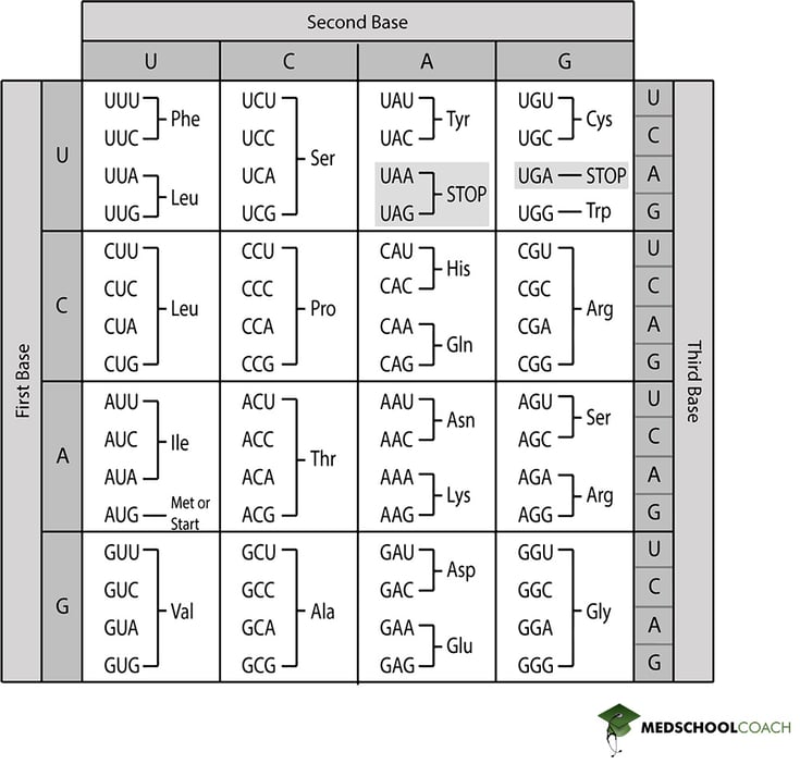 The Genetic Code: Codons Specify Amino Acids - MCAT Biology