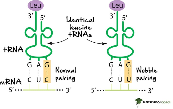 Wobble Pairing Explains Genetic Code Redundancy - MCAT Biology