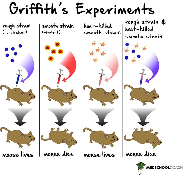 Griffith's Experiments - MCAT Biolgy