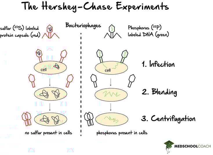 Hershey-Chase Experiments - MCAT Biology
