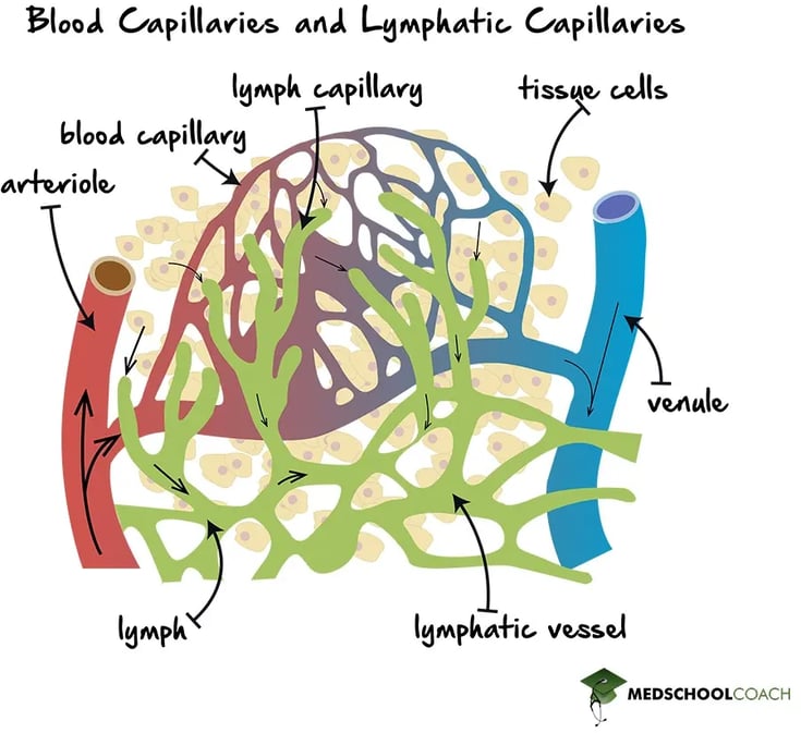 The flow of fluids from the blood capillaries to the lymphatic vessels