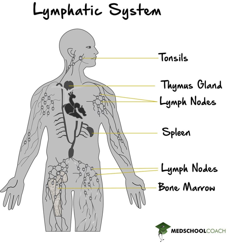 Anatomy of the lymphatic system for the MCAT, including the lymph nodes, spleen, and thymus