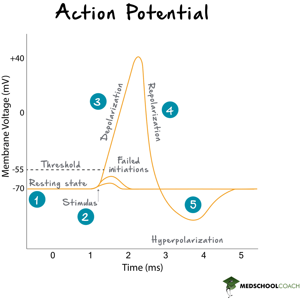 Action Potential Phases - MCAT Biology