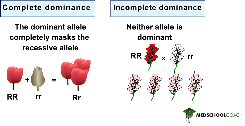 Complete Dominance vs Incomplete Dominance - MCAT Biology
