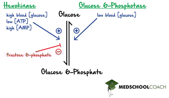 Regulation of Hexokinase and G6Pase in Glycolysis and Gluconeogenesis - MCAT Biochemistry